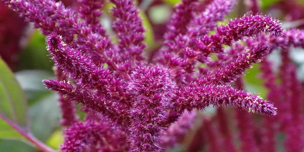 THE MONTH OF AMARANTH